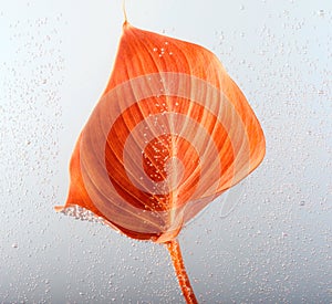 Red leaf with drops in water. Saturation color