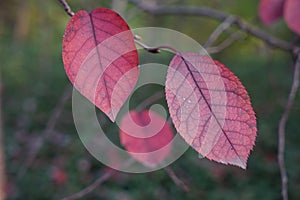 Red leaf in fall