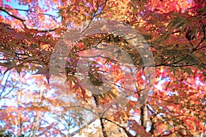 Red leaf fall ground