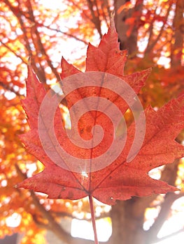 Red leaf fall maple tree