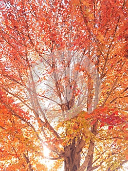 Red leaf fall maple tree