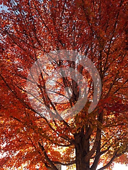 Red leaf fall maple tree