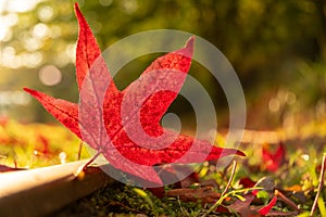 Red leaf fall at park in autumn, railway.