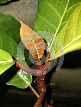 Red Leaf of Ficus Fistulosa & x28;Dongko& x29; photo