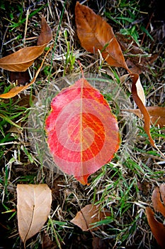 Red Leaf in Field