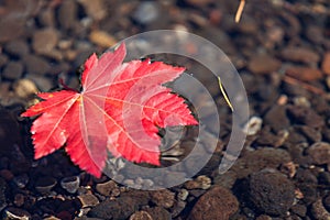 Red Leaf Floating in Water