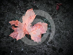 A red leaf on the floor