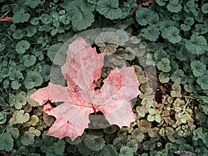 A red leaf on the floor