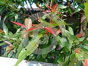 The red leaf flower grows in the tropical rainforests of Southeast Asia