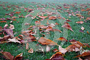 Red leaf foliage on green grass as autumn or fall season