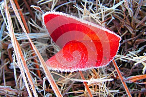 Red Leaf with frost lined edges in pine straw