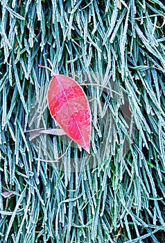 Red leaf on frozen green grass