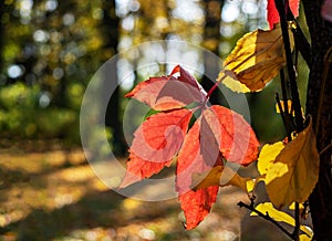 Red leaf girl grapes on a sunny day in the background of the park. Selective focus.