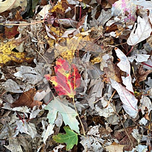 Red leaf
