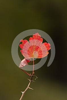 Red leaf on a gooseberry branch