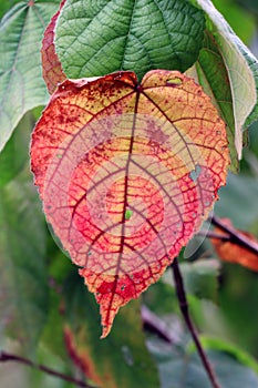 Red leaf on green background.