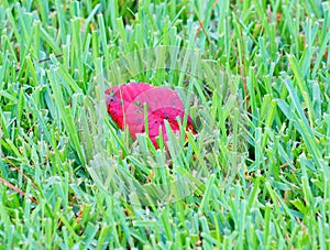 Red leaf and green grass