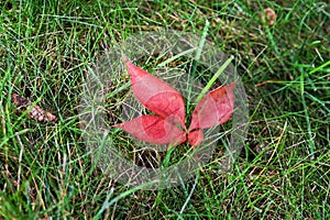 Red leaf on green grass