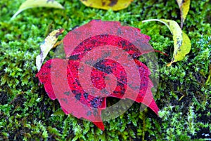 Red leaf green moss