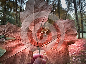 A red leaf on the hand