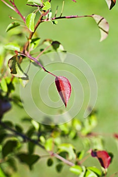 red leaf hanging on a branch on which depend only green leaves photo