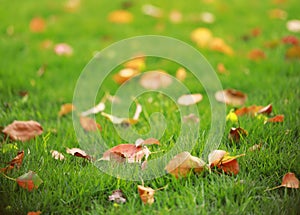 Red leaf leaves maple on green grass lawn in summer spring autumn fall winter park garden at sunny day