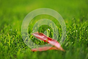 Red leaf leaves maple on green grass lawn in summer spring park garden at sunny day