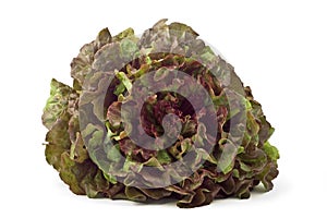 Red leaf lettuce