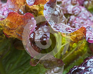 Red Leaf Lettuce