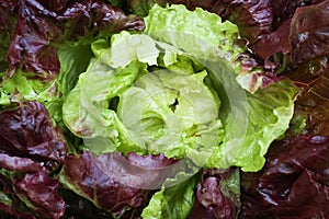 Red Leaf Lettuce