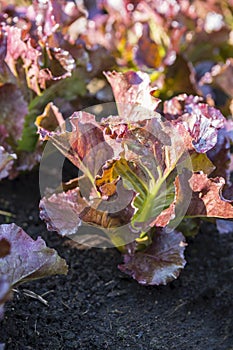 Red leaf lettuce growing in organic farm, young lettuce with morning light