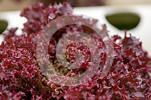Red leaf lettuce hydroculture photo