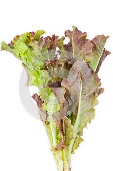 Red leaf Lettuce