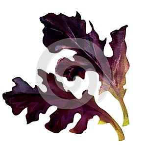 Red leaf lettuce, isolated on white