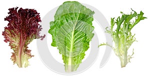 Red leaf lettuce, romaine and endive leaf photo