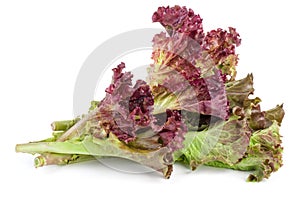 Red leaf lolo rosso lettuce