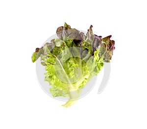 Red leaf lolo rosso lettuce isolated on the white background