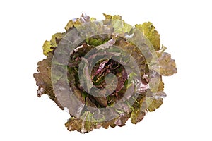 Red leaf lolo rosso lettuce isolated on the white background photo