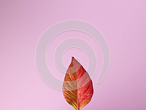 Red leaf on a millennial pink background