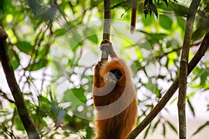 Red leaf monkey clinging to tree