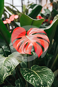 red leaf monstera plant close up botanical background home potted plants