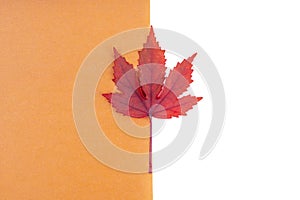 Red leaf in orange color cardboard and white background