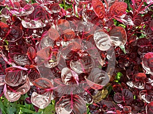 Red leaf ornamental plant in the morning sun