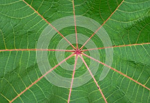 Red leaf of palmchrist texture