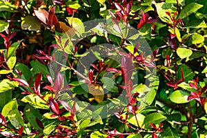 Red leaf plant (Syzygium australe), Australian Rose Apple or Brush Cherrytinash photo