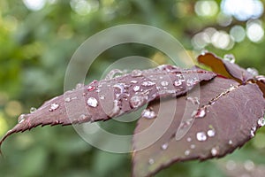 red leaf rain drop macro