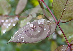 red leaf rain drop macro