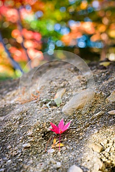 Red Leaf Resting on a Stone