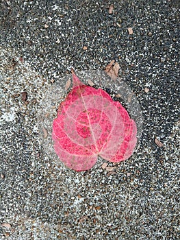 Red Leaf on Rock