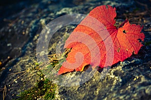 Red leaf on rocky stone